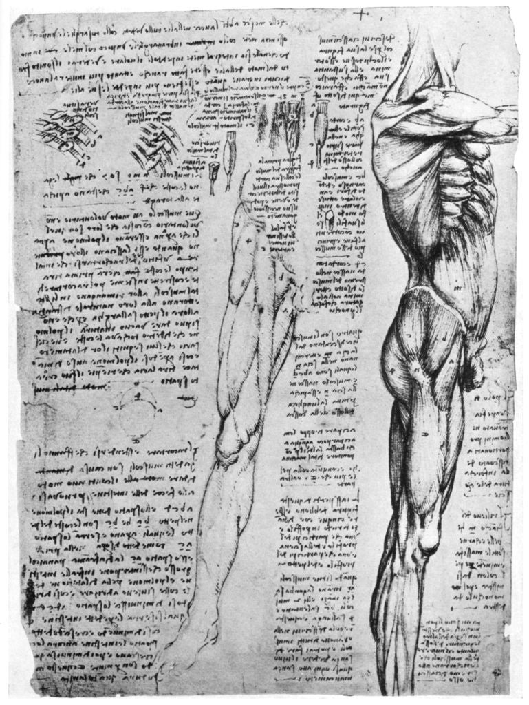 Detail of Muscle studies by Leonardo Da Vinci
