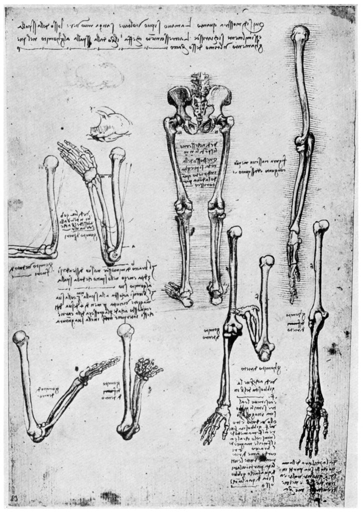 Detail of Study of human bones by Leonardo Da Vinci
