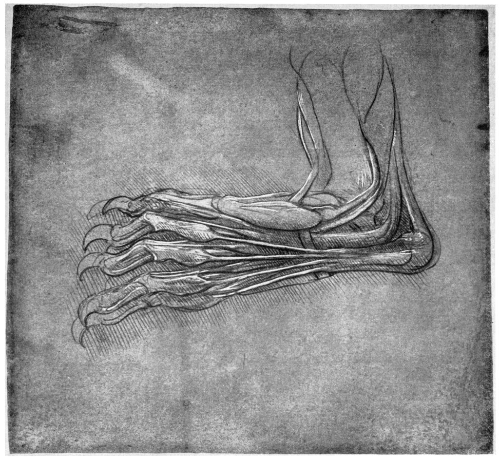 Detail of Muscles and sinews in a foot, possibly of a hare by Leonardo Da Vinci