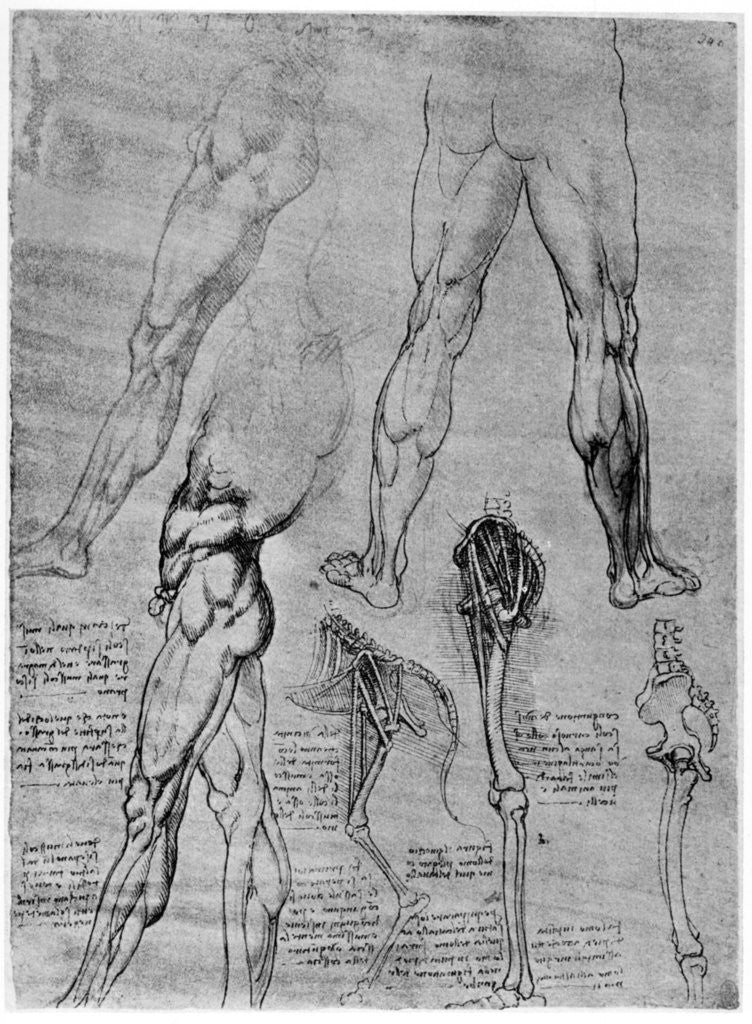 Detail of Studies in comparative anatomy by Leonardo Da Vinci