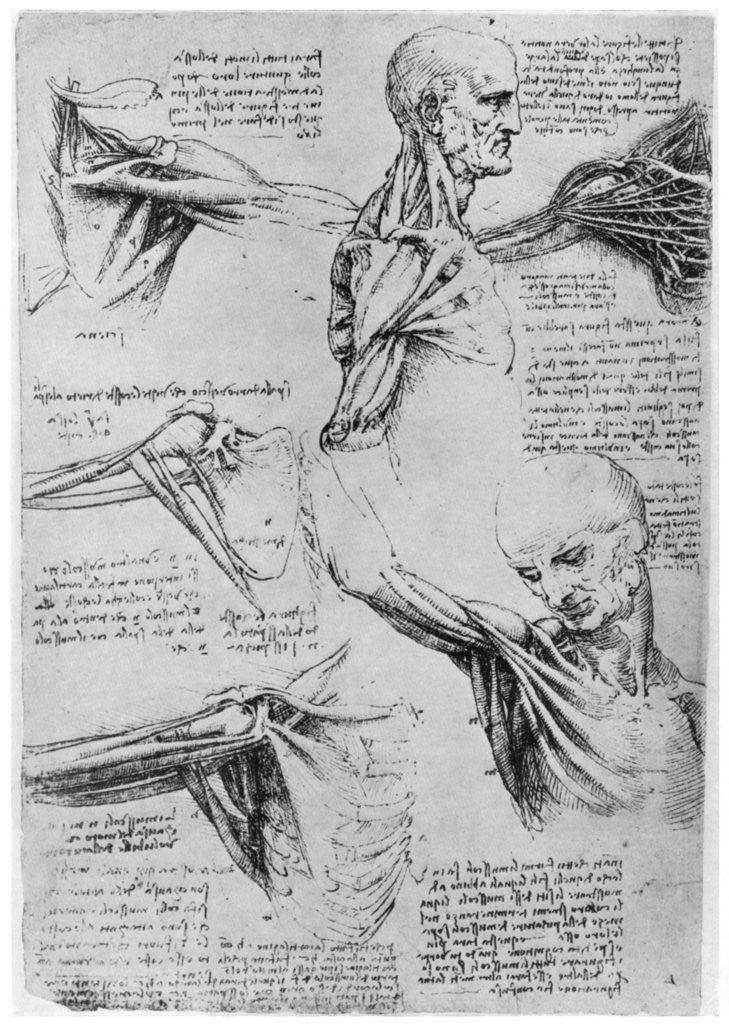 Detail of Study of shoulder joints by Leonardo Da Vinci