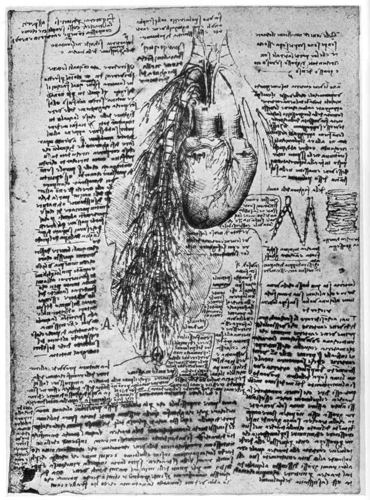 Detail of Study of the heart and the bronchial arteries by Leonardo Da Vinci