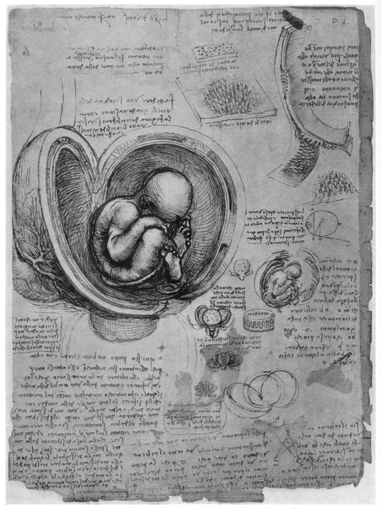 Detail of Anatomical sketch of a human foetus in the womb by Leonardo Da Vinci