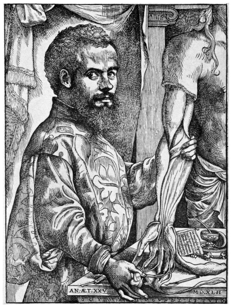 Detail of Andreas Vesalius, 16th century Flemish anatomist by Anonymous