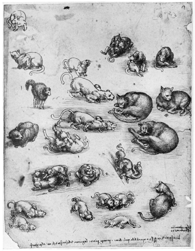 Detail of Studies of cats by Leonardo Da Vinci