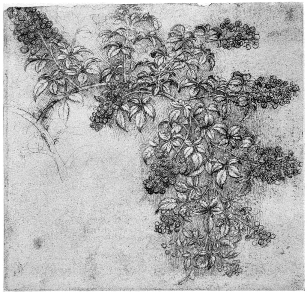 Detail of Study of a blackberry branch by Leonardo Da Vinci