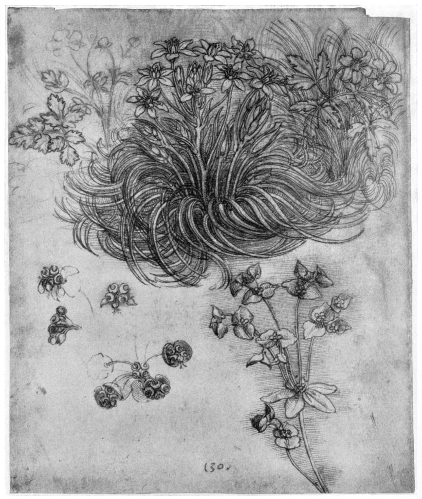 Detail of Study of a 'Star of Bethlehem' plant by Leonardo Da Vinci
