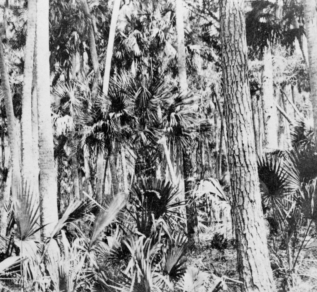 Detail of In the jungle, India by Anonymous