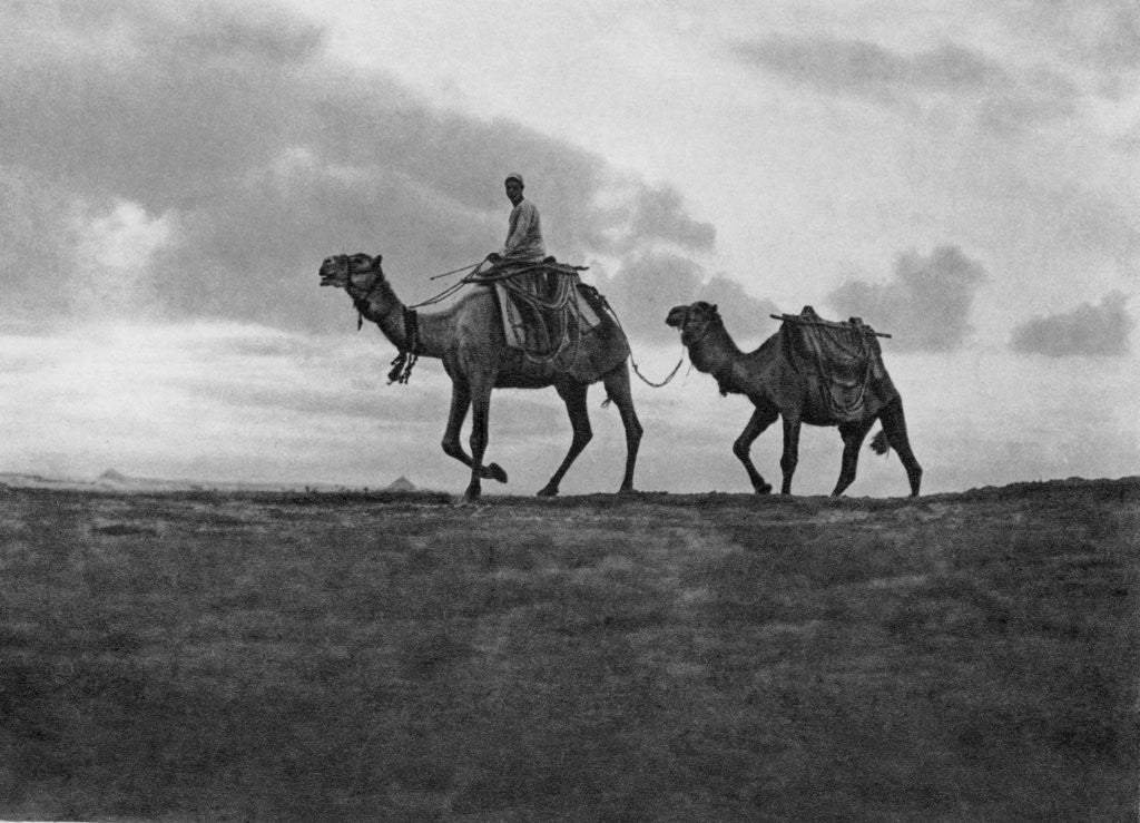 Detail of Camels in the desert outside Cairo, Egypt by Anonymous