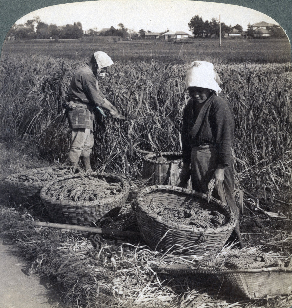 Detail of Peasants cutting millet, near Yokohama, Japan by Underwood & Underwood