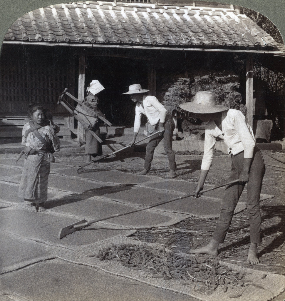 Detail of Farmers with bamboo rakes spreading millet on mats to dry for winter, near Yokohama, Japan by Underwood & Underwood