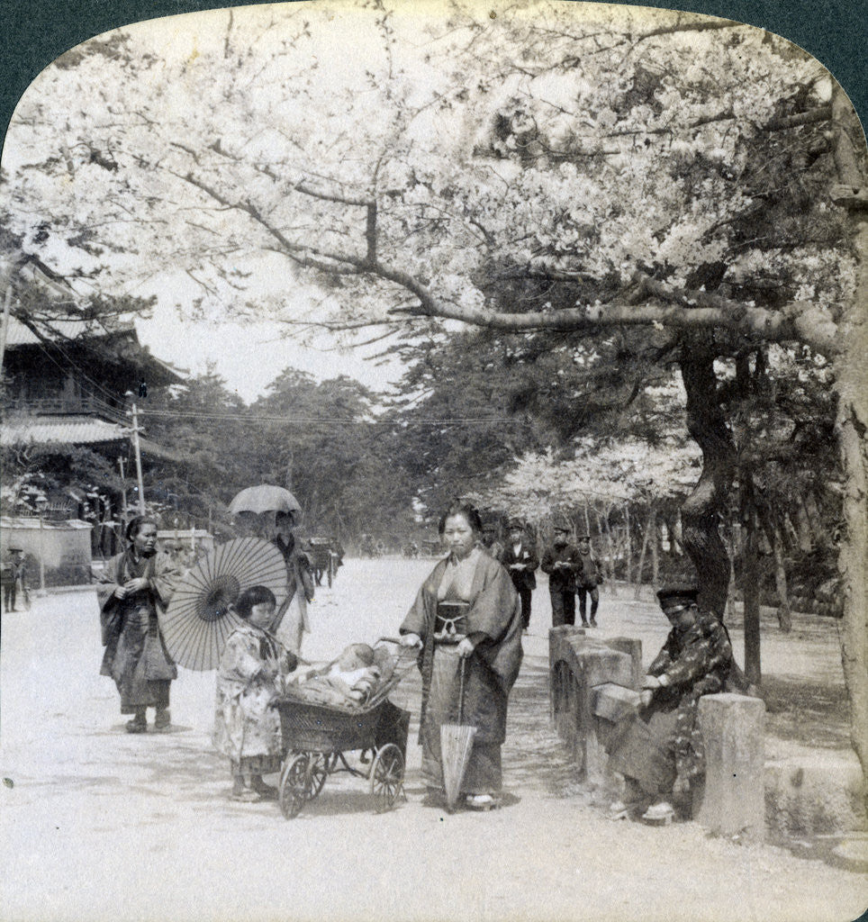 Detail of Under the cherry blossoms, looking northeast along the main avenue of Shiba Park, Tokyo, Japan by Underwood & Underwood