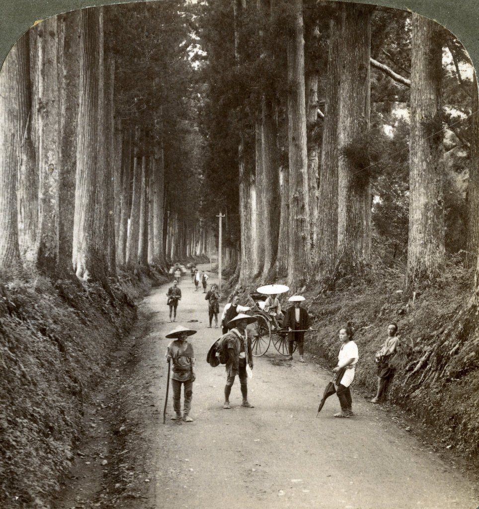 Detail of 'The groves were God's first temples', avenue of noble cryptomerias at Nikko, Japan by Underwood & Underwood
