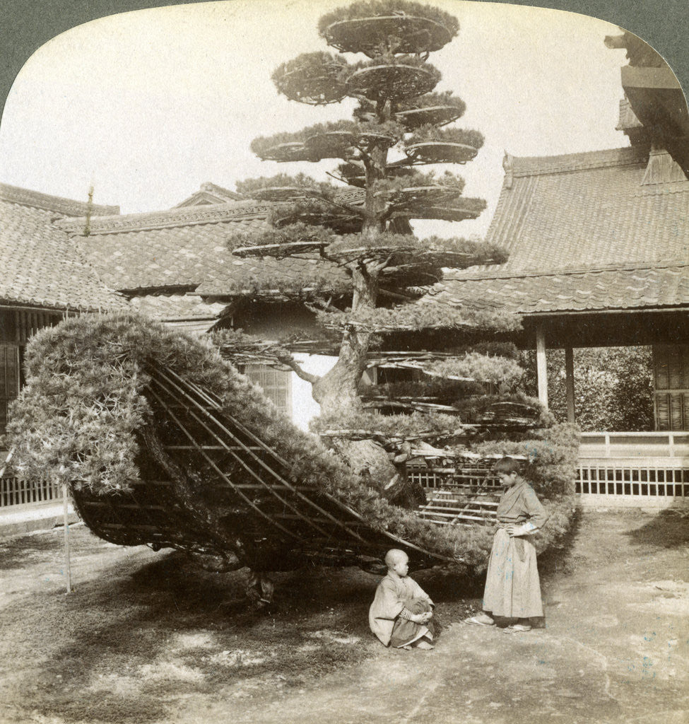 Detail of A single pine trained into the shape of a boat, Kinkaku-ji Monastery, Kyoto, Japan by Underwood & Underwood