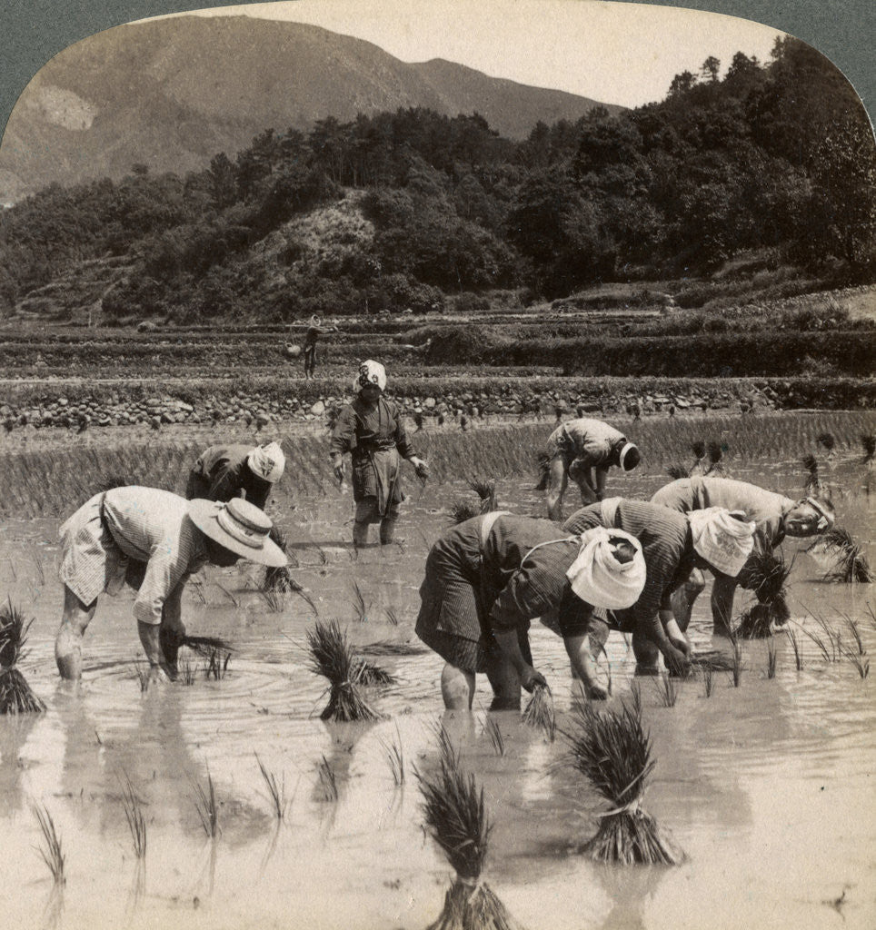Detail of Farm labourers transplanting rice shoots near Kyoto, Japan by Underwood & Underwood