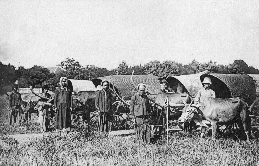 Detail of Ox carts, Cochin China, Vietnam by Anonymous