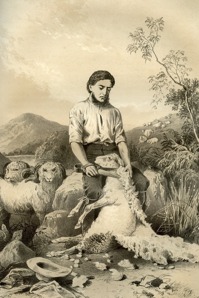 Detail of Sheep shearing by McFarlane and Erskine