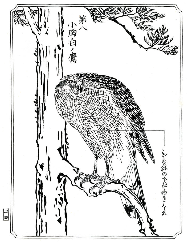 Detail of A hawk by Kawanabe Kyôsai
