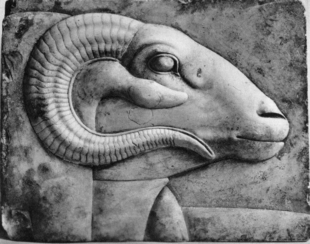 Detail of A ram's head, Egypt by Anonymous