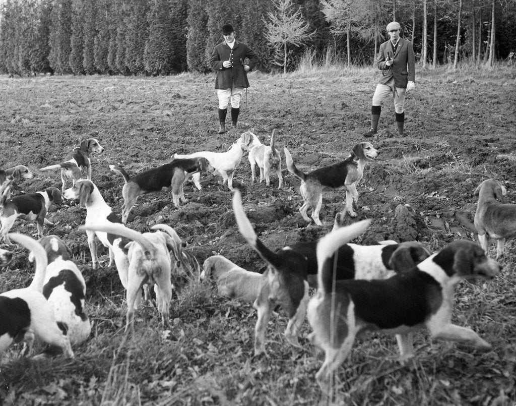 Detail of Hunting with beagles, c1960s by Tony Boxall