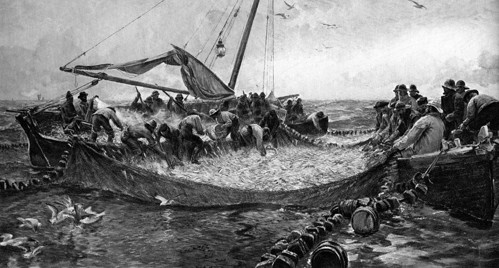 Detail of Pilchards by Anonymous