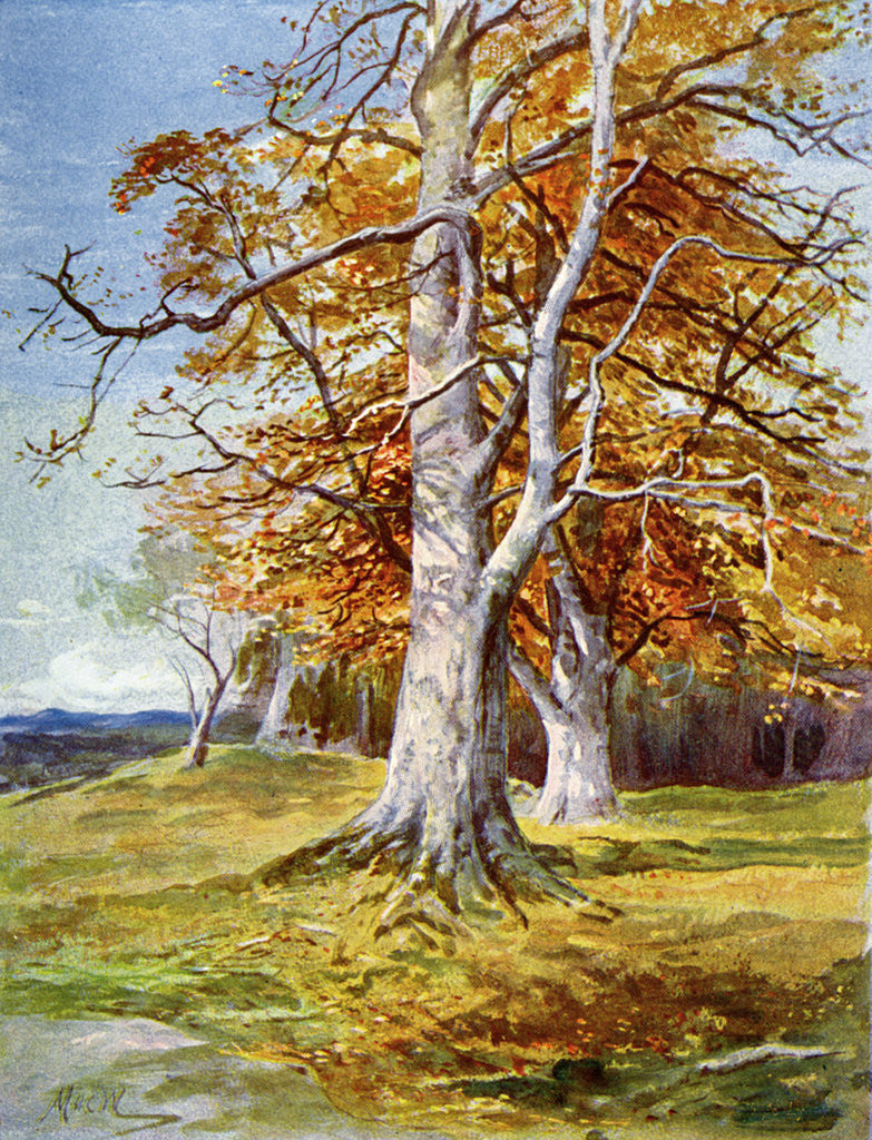 Detail of Beech Tree, Autumn by Anonymous