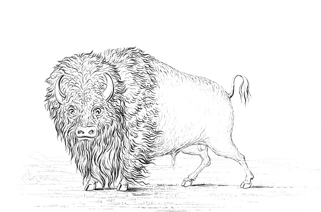 Detail of Buffalo by Myers and Co