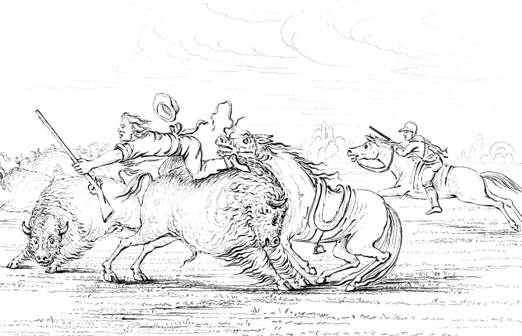 Detail of Buffalo attacking a cowboy on a horse by Myers and Co