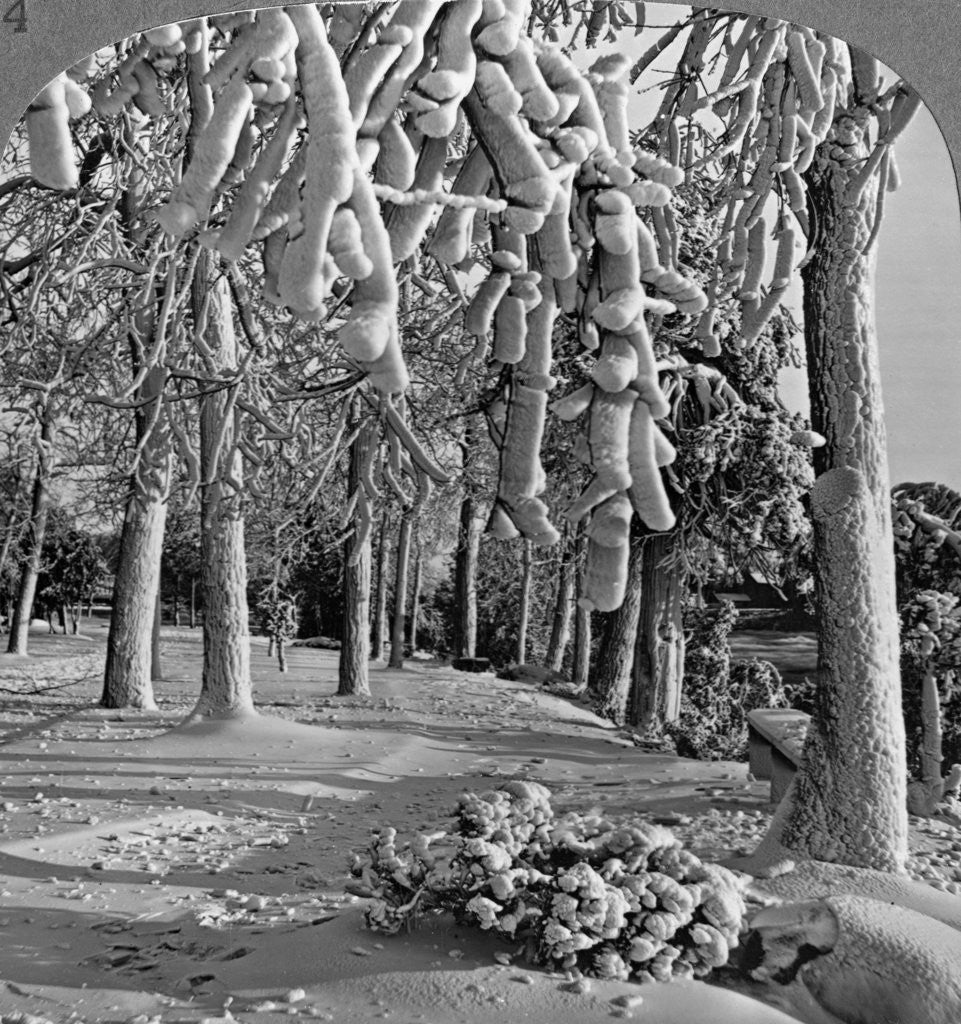 Detail of Winter scene, Goat Island, Niagara Falls, New York, USA by Realistic Travels Publishers