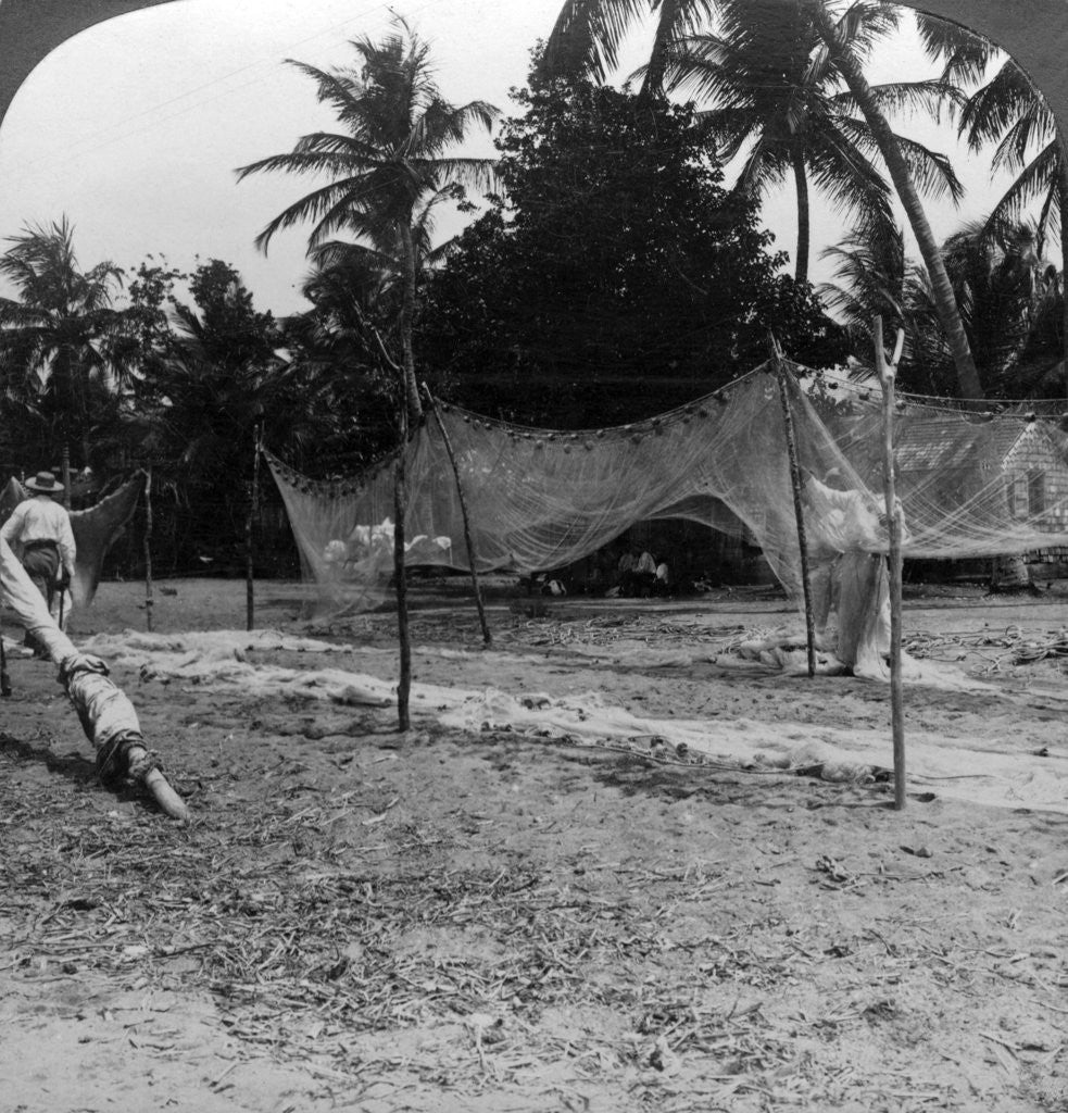 Detail of Fishermen drying their nets on the beach, Basseterre, St Christopher, West Indies by HC White