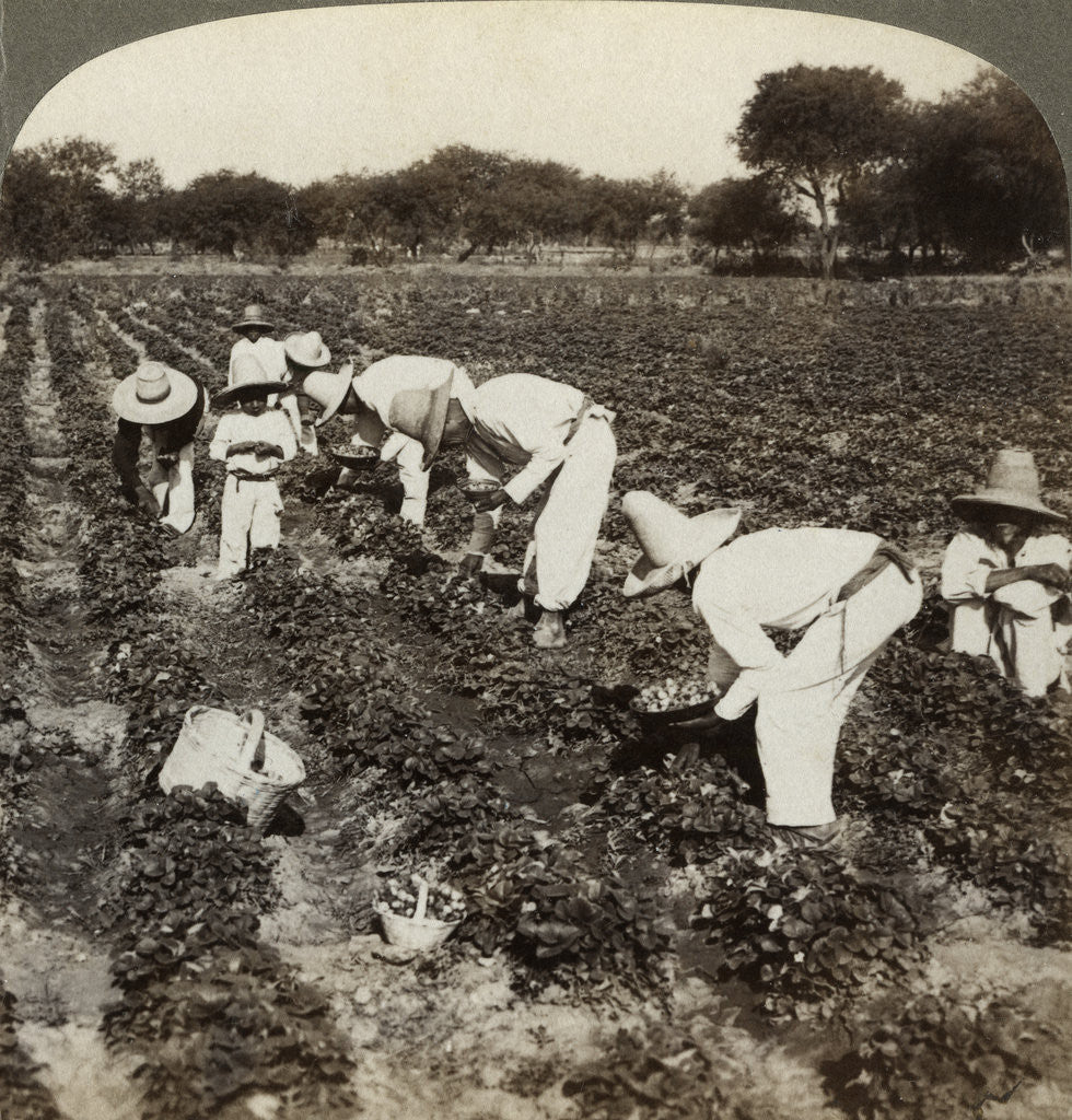 Detail of Strawberry field, Irapuato, Mexico by Underwood & Underwood