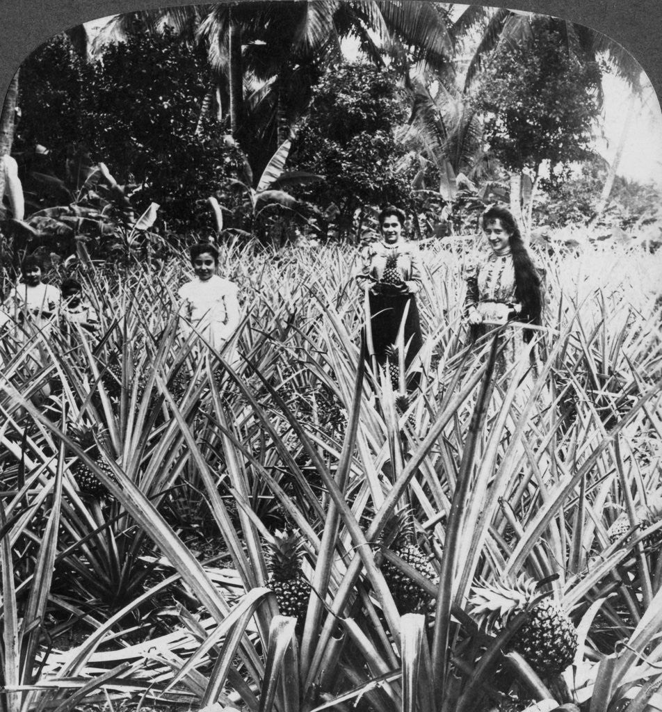 Detail of Pineapple fields, Mayaguez, Puerto Rico by Underwood & Underwood