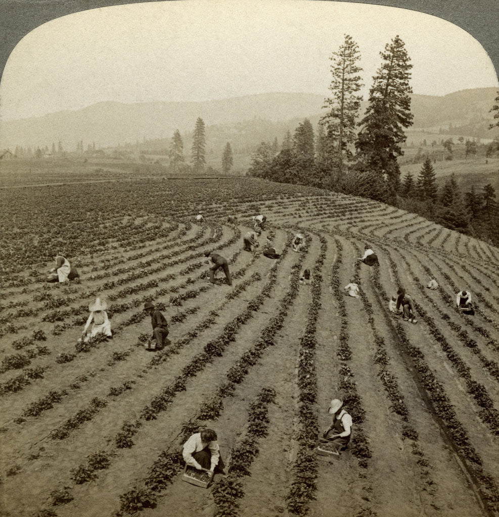 Detail of Strawberry picking, Cedar Creek Farm, Hood River Valley, Oregon, USA by Underwood & Underwood