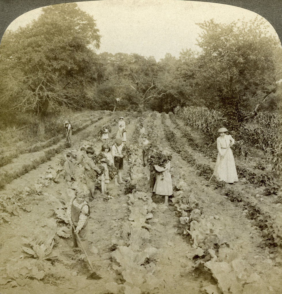 Detail of Children working in a vegetable garden, Salvation Army Home, Spring Valley, New York, USA by Underwood & Underwood