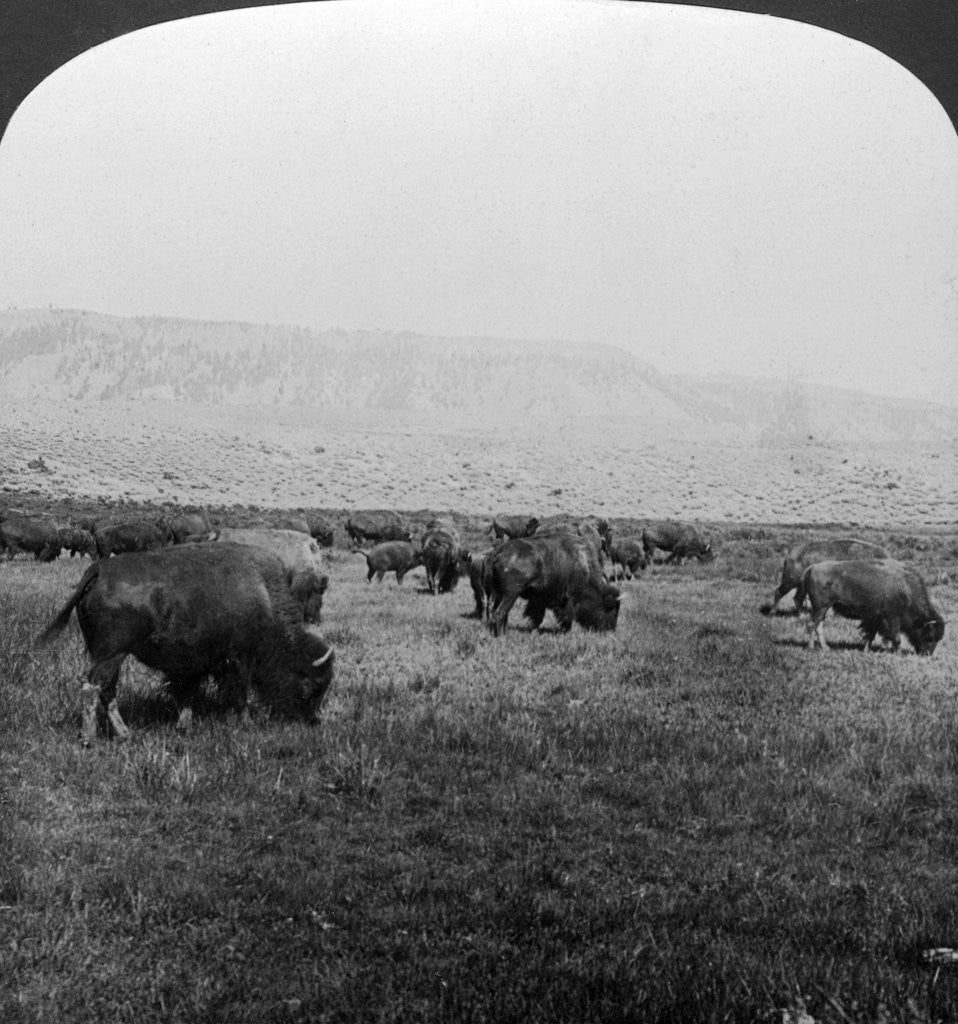 Detail of Buffalo, Yellowstone National Park, USA by HC White