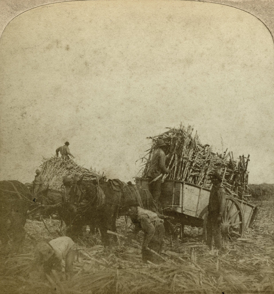 Detail of Loading cane, sugar plantation, Louisiana, USA by Underwood & Underwood