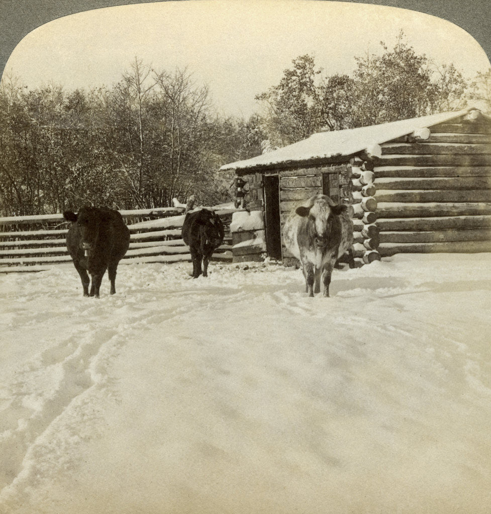 Detail of Winter on a ranch, Montana, USA by Underwood & Underwood