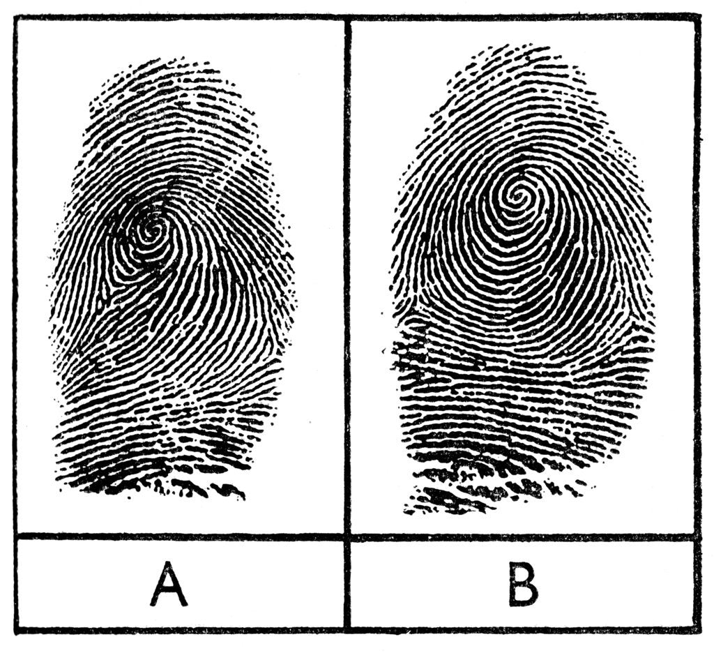 Detail of Fingerprints of identical twins by Anonymous