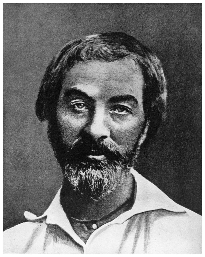 Detail of Walt Whitman, American poet by Anonymous