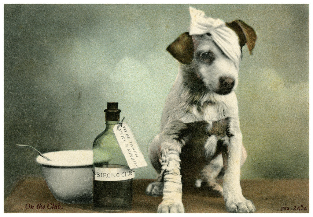 Detail of Dog in bandages by Anonymous