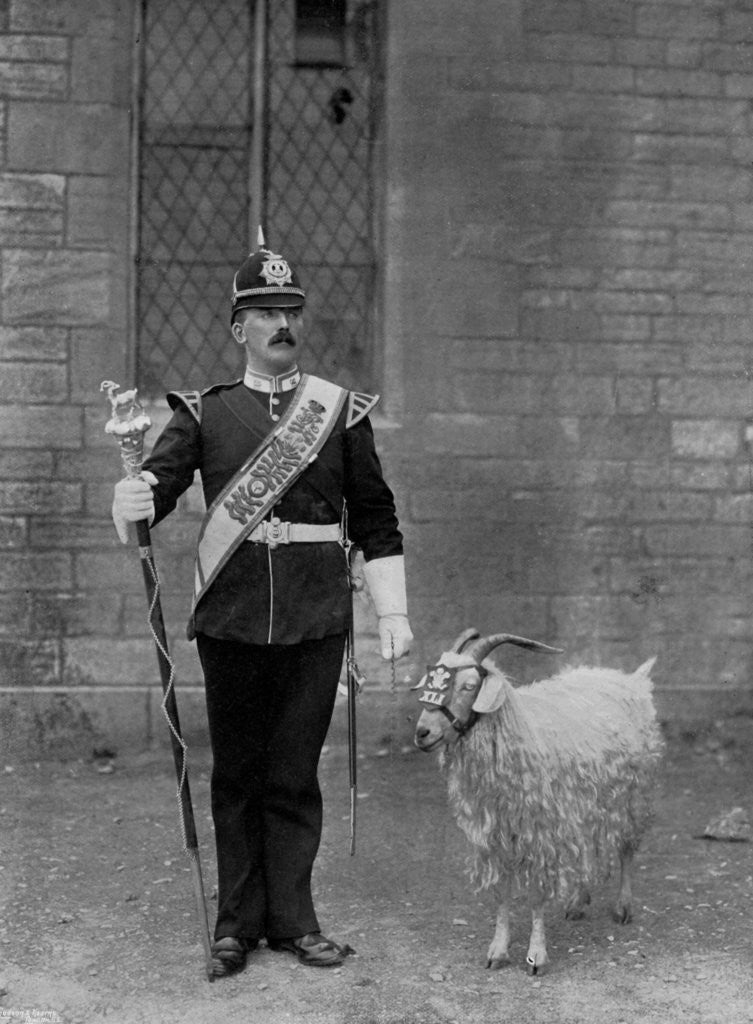 Detail of The Drum Major and goat of the 1st Battalion the Welch Regiment by WM Crockett