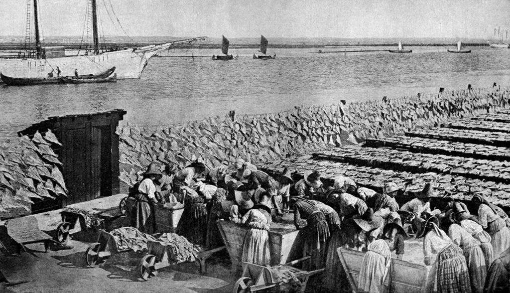 Detail of Quantities of codfish drying in the sun at Aveiro by the mouth of the Vouga, Portugal by AW Cutler