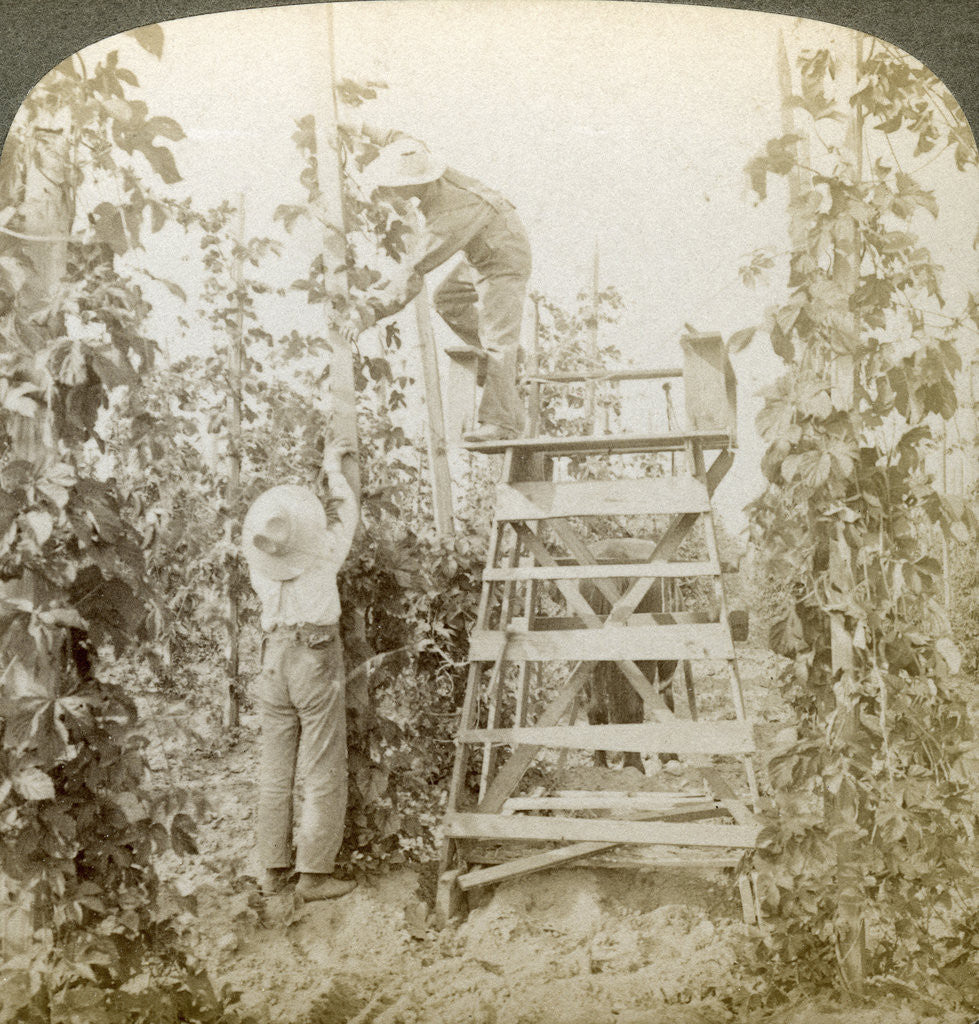 Detail of In the Rich Hop District, Training the Vines, White River Valley, Washington by Underwood & Underwood