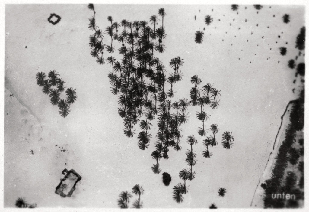 Detail of Aerial view of palm shadows in the Arabian desert, from a Zeppelin by Anonymous