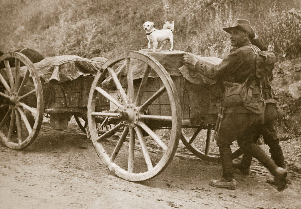Detail of Australian troops returning from the trenches with their mascot by Anonymous