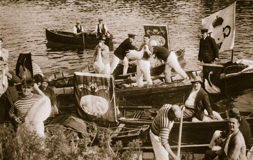 Detail of Swan upping on the Thames by Anonymous