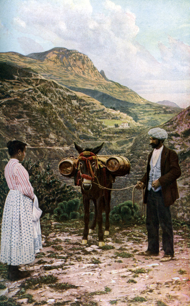 Detail of Mule with water kegs, Sicily, Italy by AW Cutler