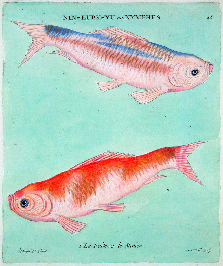 Detail of Chinese goldfish by Francois Nicholas Martinet