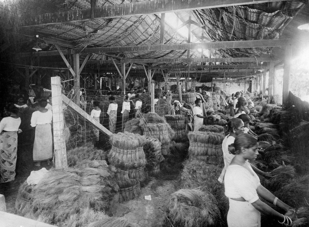 Detail of Coconut production, India by Anonymous