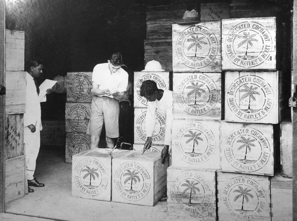 Detail of Coconut production, India by Anonymous